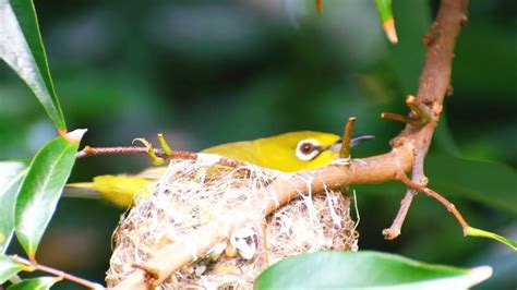 綠繡眼幼鳥